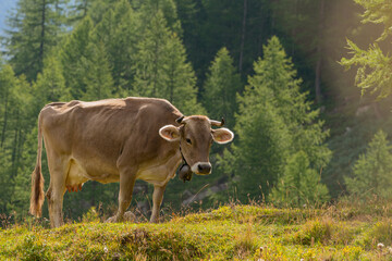 Eine Kuh auf der Wisse oben in den Schweizer Bergen