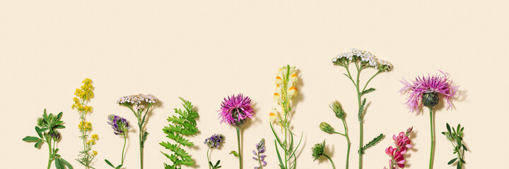Banner with summer wild flower and grass. Botanical pattern from different meadow herbs and field bloom plants