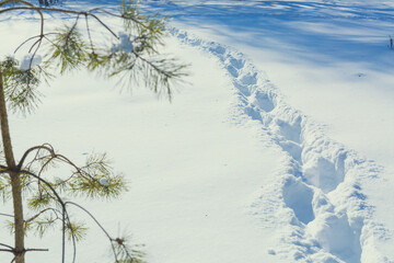 Fototapeta na wymiar Traces of a person passing through deep snow