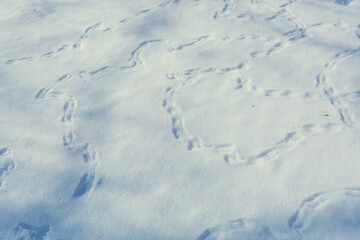 Many paths from the tracks of birds in the snow