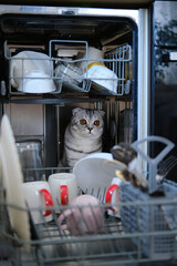 A gray Scottish cat with yellow eyes hides in an open dishwasher among clean dishes.