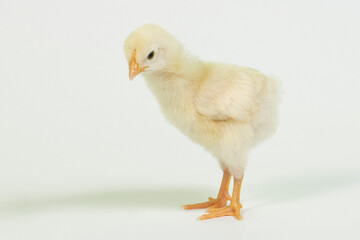 A newborn baby chick on white background.