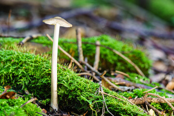 Champignon.