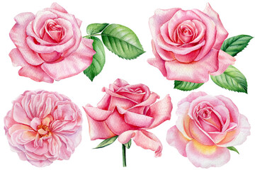 Fototapeta premium Roses watercolor, botanical painting. Pink flowers. Elements for greeting card, invitation card for wedding