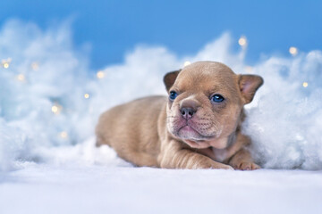 3 weeks old French Bulldog puppy lying down between fluffy clouds and stars