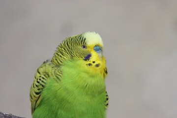 Nice colorful budgerigar bird