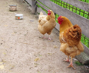 Hens on the eco farm. Chicken farm, village, chicken farm with hens. Free range, organic chickens poultry in a country farm. Free range poultry farming concept	