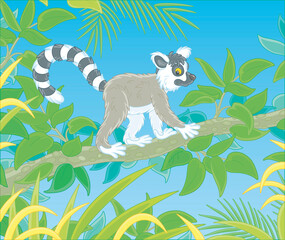 Exotic tropical Madagascar ring-tailed lemur walking in thickets of a rainforest, vector cartoon illustration isolated on a white background