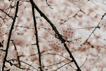 cherry blossom