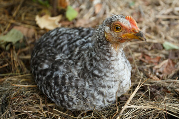 Grey chick in the garden, close-up