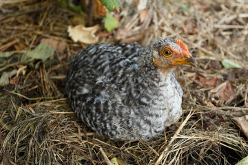 Grey chick in the garden, close-up
