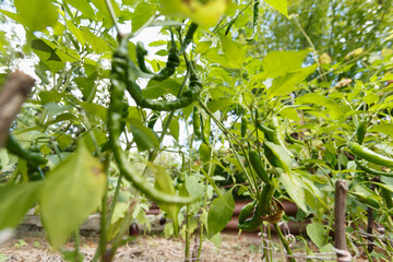 Bitter pepper on the garden, close-up