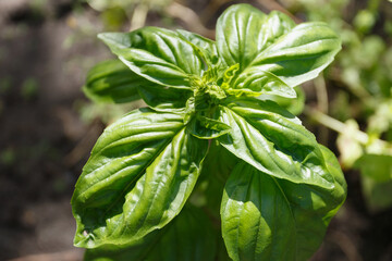 Green basil in the garden, close-up