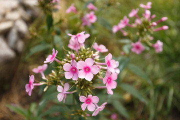Fototapeta na wymiar Pink phloxes blossoming in the summer garden