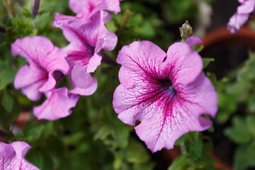 Pink petunia flowers in the garden close up