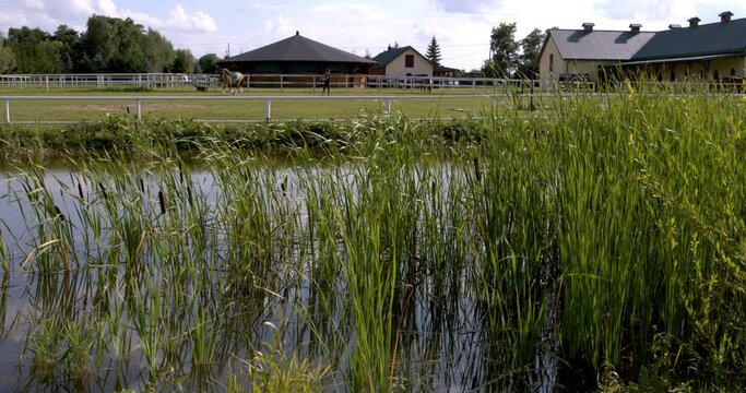 Female person training a horse on line. View from behind pond and reeds.