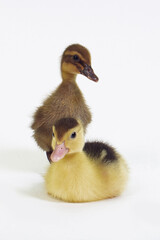 Cute animal baby duck white background