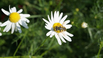 gadfly sat on summer chamomile
