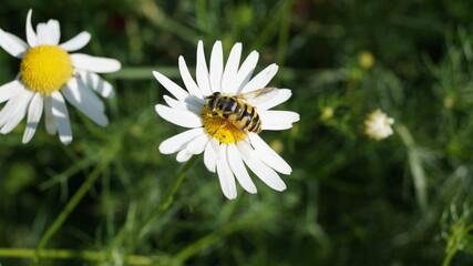 gadfly sat on summer chamomile