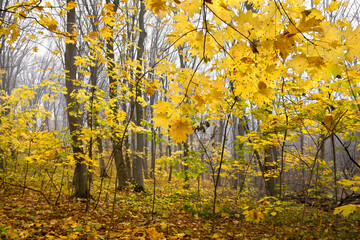 Beautiful autumnal yellow maple leaves in forest in fog in autumn