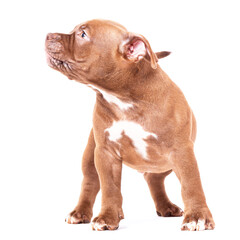 A brown American bully puppy stands calmly and looks away. Isolated on a white background