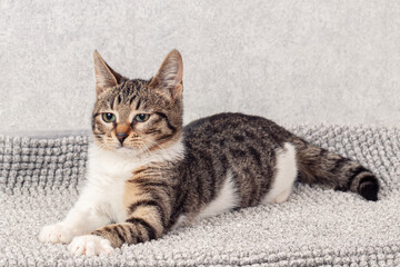 Funny gray striped kitten sitting on a gray mat. Close-up, selective focus
