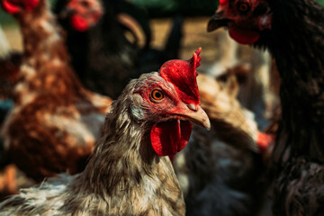 Domestic roosters and hens. Household poultry farming