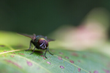 Oczy kolorowej muchy siedzącej na liściu.