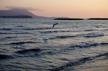 seagull flying over the sea at sunset