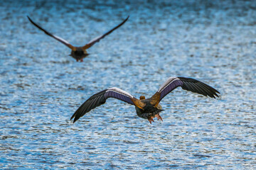 Egyptian geese flying over blue water surface of lake