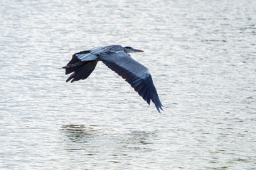 Heron flying over water surface of lake