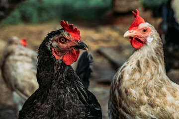 Domestic roosters and hens. Household poultry farming