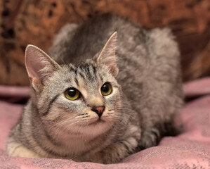 tabby cat with a displeased look on a brown
