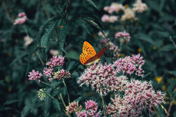 Orange butterfly on green background.  Argynnis paphia in the forest.
