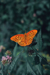 Fototapeta na wymiar Orange butterfly on green background. Argynnis paphia in the forest.