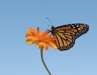 Monarchs Journey South 2
