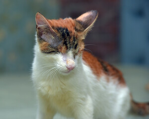 Obraz na płótnie Canvas blind tricolor cat at animal shelter