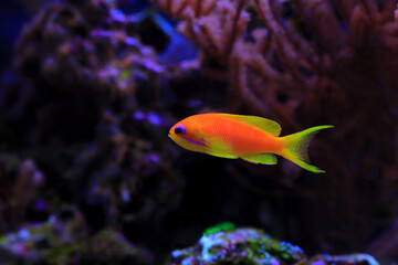 Lyretail Anthias Coralfish - (Pseudanthias squamipinnis)