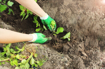 Close-up of a young Caucasian woman's hand planting a plant in a backyard garden bed. Planting aster seedlings in the ground
