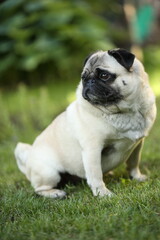 Mops sitzen im Garten 2