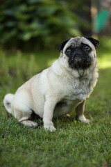 Mops sitzend im Garten