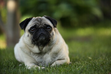 Mops liegend im Garten