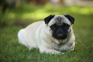 Mops im Garten