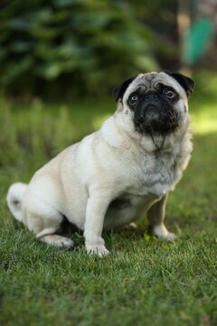 Mops sitzend im Garten