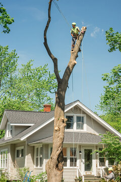 Tree Removal Workers At A Residential Home