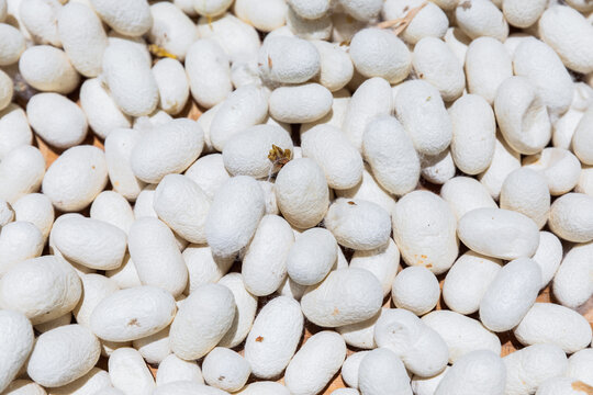 Basket silkworm cocoons under sunlight