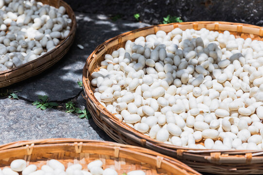 Basket silkworm cocoons under sunlight
