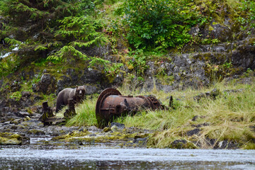 Grizzly in Alaska