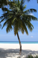 Palm tree on white sandy beach sea view background wallpaper Maldives island