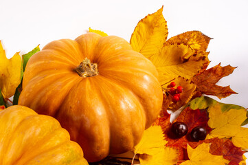 Autumn art composition - varied dried leaves, pumpkins, fruits, rowan berries on white background. Autumn, fall, halloween, thanksgiving day concept. Autumn still life.
